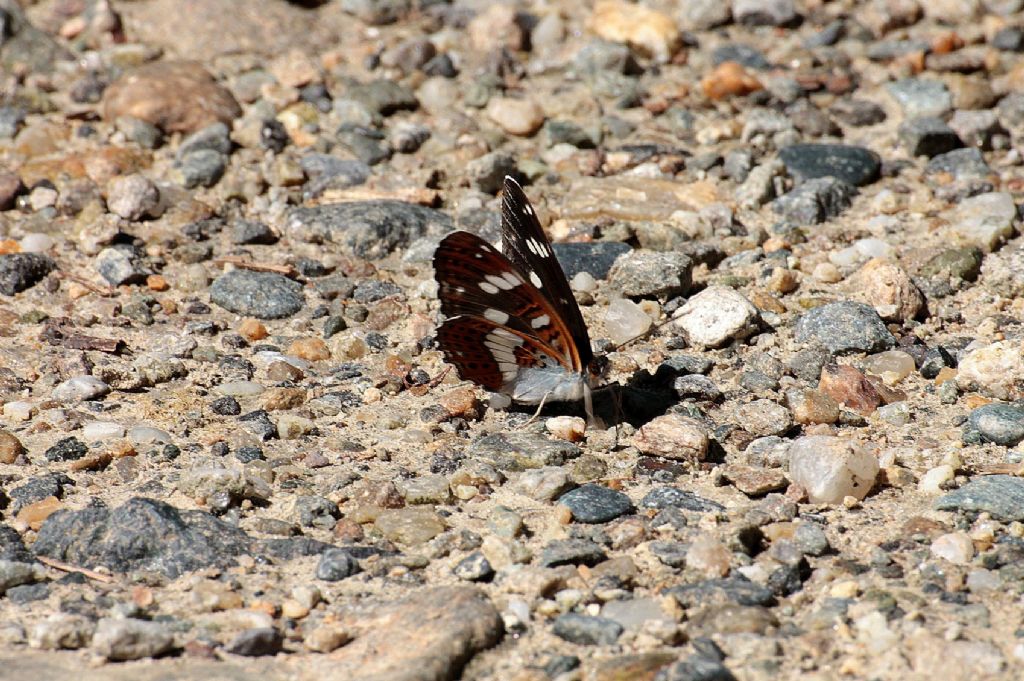 Limenitis camilla?